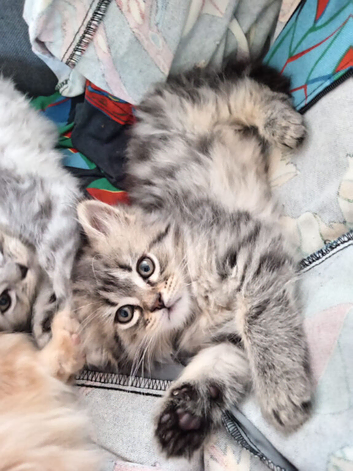 4 gorgeous Maine Coon and Persian cats.