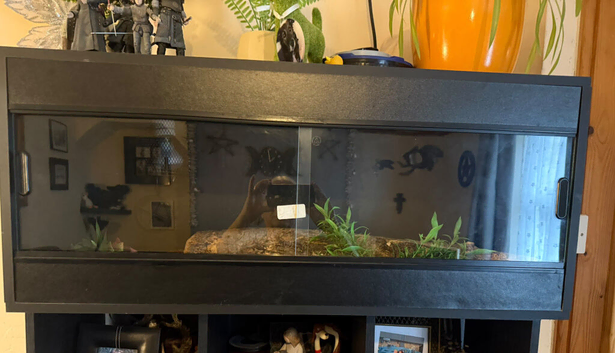 Corn snake and viv