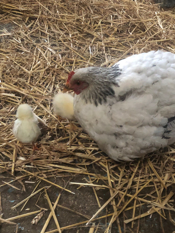 Hen and chicks