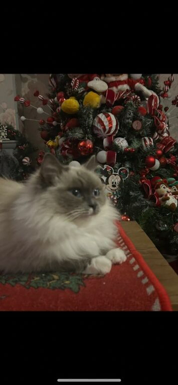2 female ragdoll cats