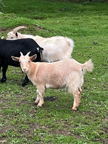 3 Pygmy goat kids 2026