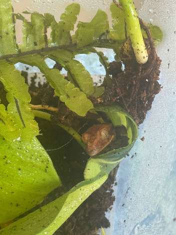 baby crested gecko