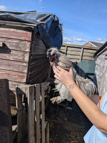 Chicken for sale