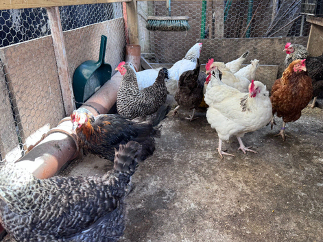 Chickens for sale