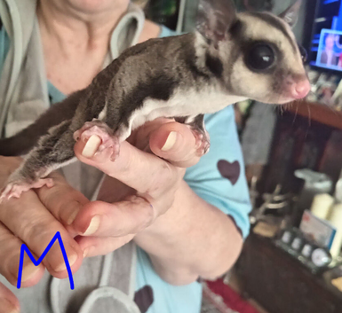 Pair of young sugar gliders