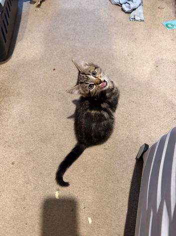 Kittens ready for their forever home