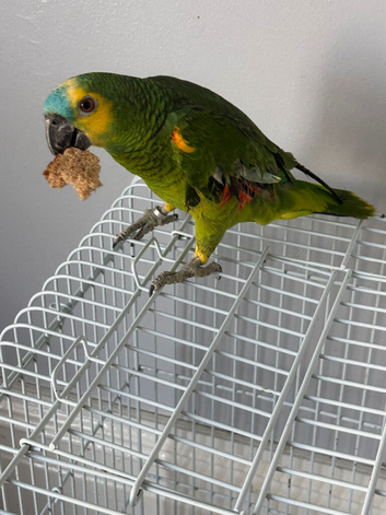 Nice cute two years Amazon blue fronted For Sale