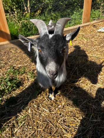 Miniature Pygmy Billy Goat for sale