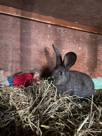 Continental giant rabbit