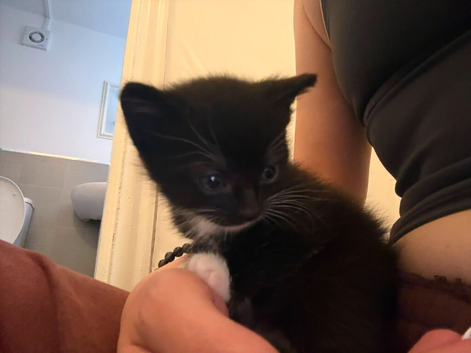 5 Lovely kittens