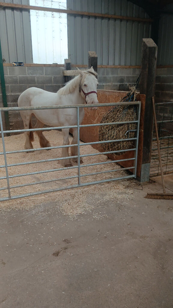 Cob broodmare