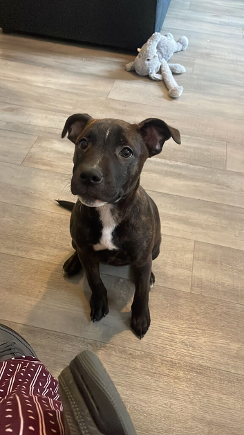 3 month old black&red bitch