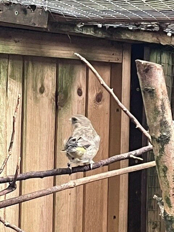Green Finches