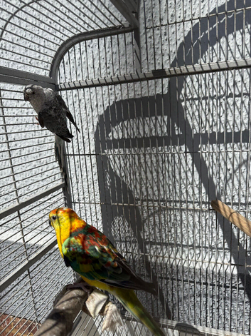 Red rumps pair. With cage