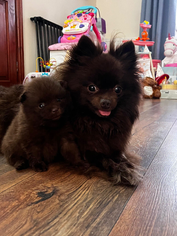 Stunning fluffy Pomeranian boys available