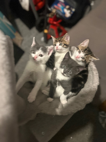 10 week old kittens ready for rehoming