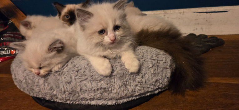 Beautiful Ragdoll kittens