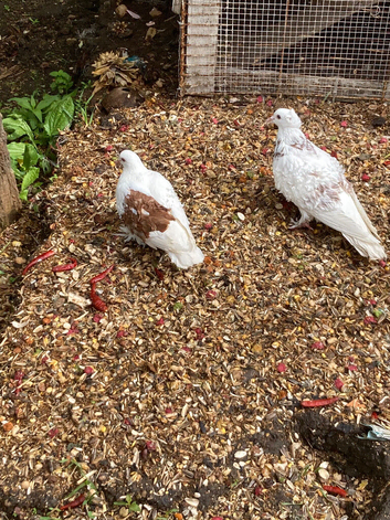 Breeding  frills pigeon