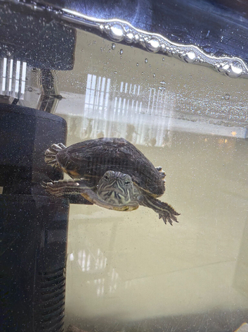 Turtle for sale