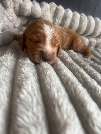 Beautiful Cocker Spaniel Puppies