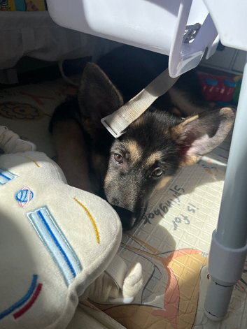 Gorgeous German shepherd girl pup