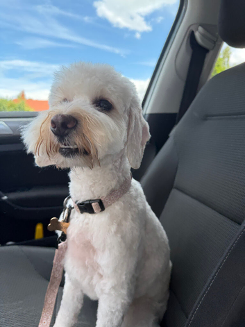 cockapoo <3