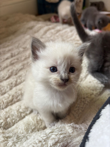 Ragdoll Kittens ready at the end of October