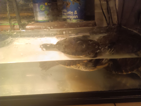 2 turtles