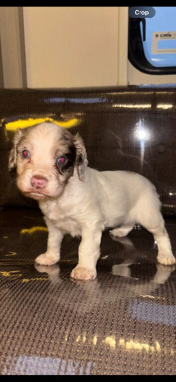 Male springer spaniel puppy for sale