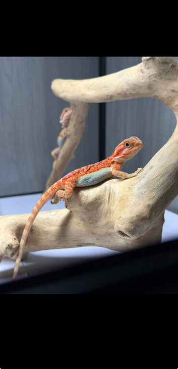 Baby bearded dragons