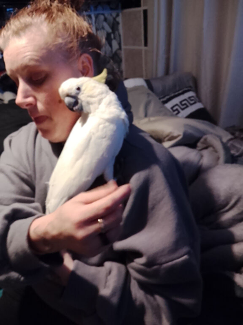 9 yr old cockatoo female