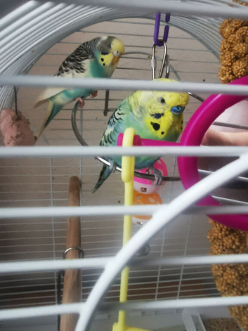 Birds couple