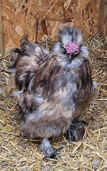 Silkie rooster