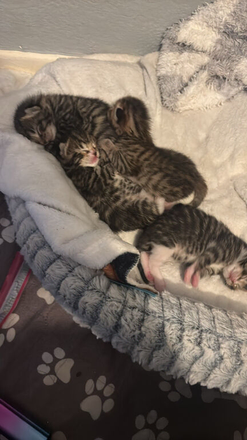 Kittens for sale