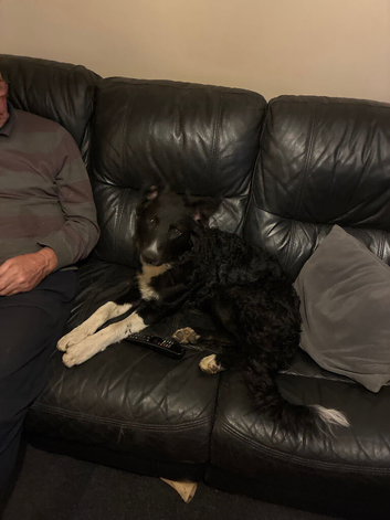 Border collie