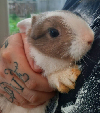 Twin rabbits for sale 1 boy 1 girl