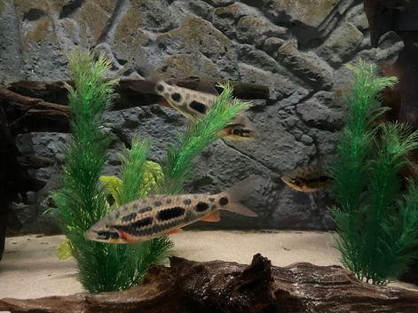 3 x Strawberry Leporinus 6-7"+