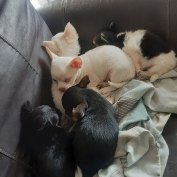 Puppies