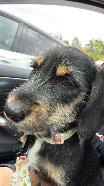 Jackshund