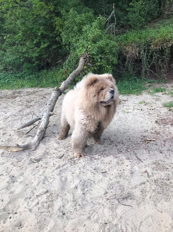 Chow chow
