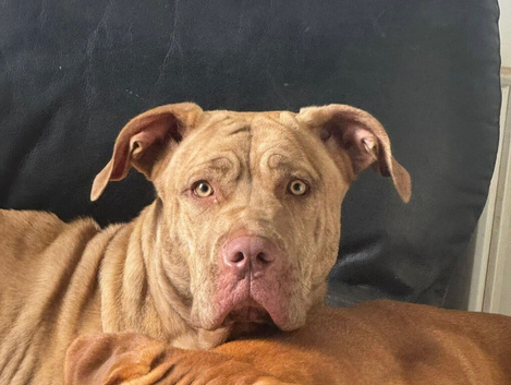 18 month old female mastiff cross