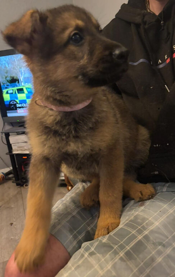 GERMAN SHEAPARD X ALASKERN MALAMUTE