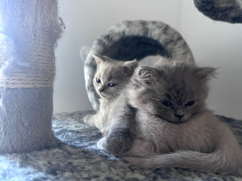 Persian Kittens