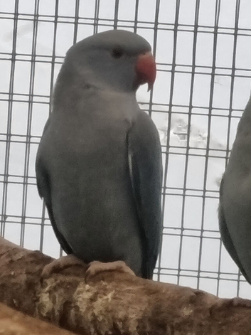 This years baby blue ringneck