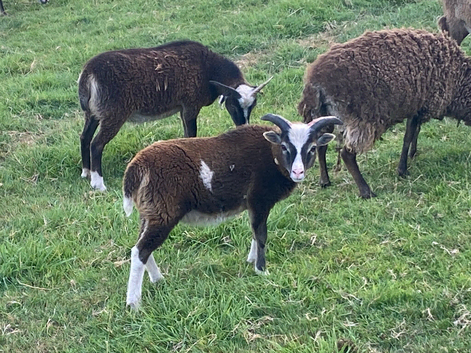 Soay Breeding Ram