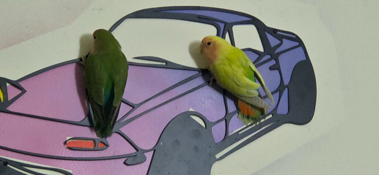 Love birds