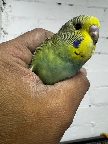 Baby budgies for sale