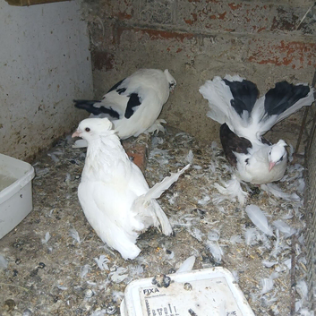Pigeons for sale