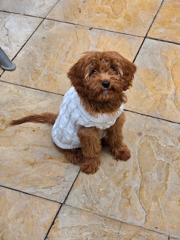 Male red cavapoo