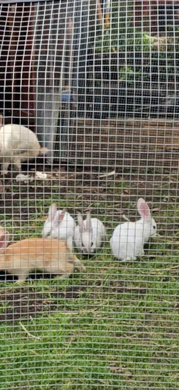 White or Brown New Zealand Rabbits
